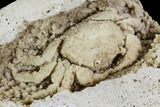 Fossil Crab (Potamon) Preserved in Travertine - Turkey #112348-1